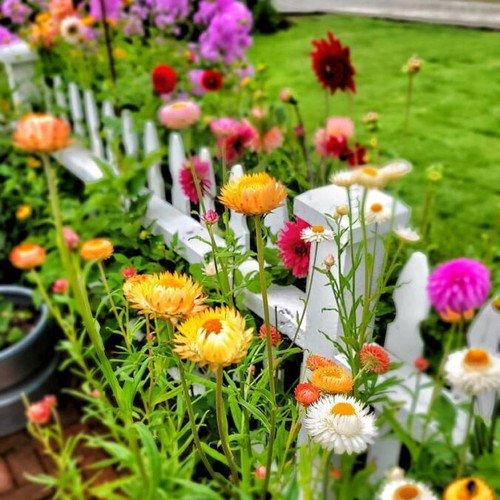 Strawflower (Xerochrysum bracteatum) seeds, pack of 20, multicolored
