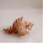  ΚΟΧΥΛΙΑ Marine Sea Decoration 11,5 cm Big Conch Natural Ornaments Shell