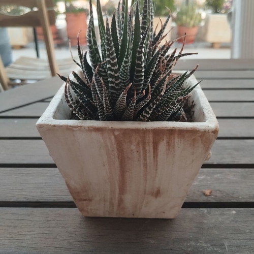 Haworthia plant in square ceramic pot new