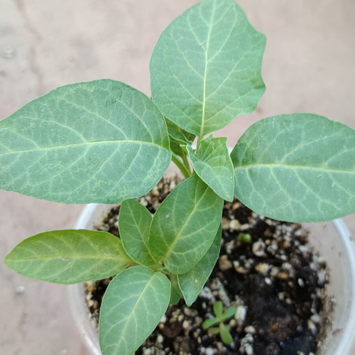 Datura metel 'Golden Queen' new aromatic shrub