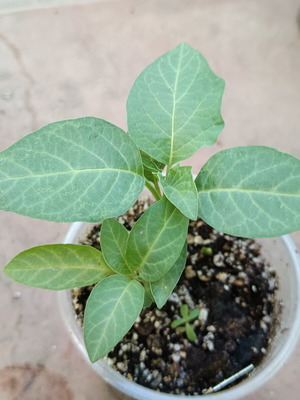 Datura metel 'Golden Queen' нов ароматен храст