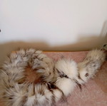 Fox fur scarf like new