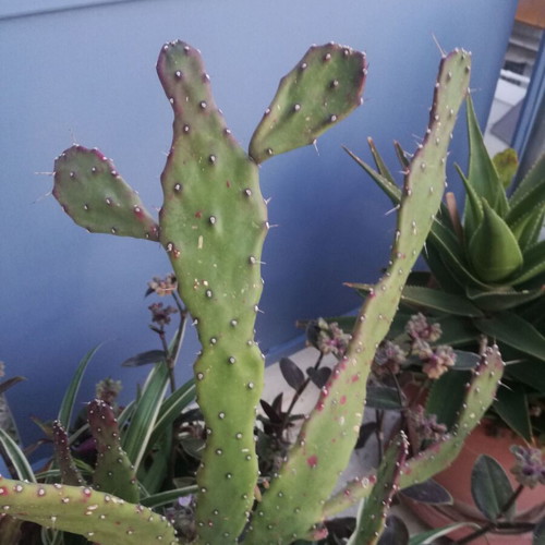 Opuntia Jamaicensis cactus used with pot