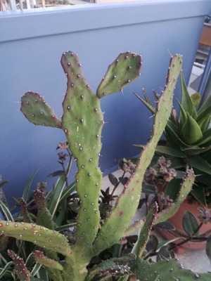 Opuntia Jamaicensis cactus used with pot