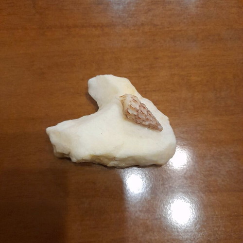 Love artwork by Common Art with heart-shaped stone and shell, new