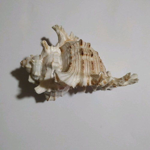Murex Chicoreus shell like new, 12 cm length