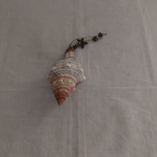 Porphyra shell seashell new, length about 10 cm