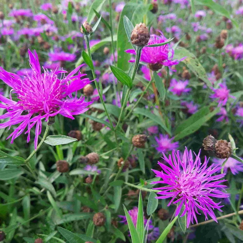 Brown Knapweed seeds Centaurea Jacea, homegrown and natural