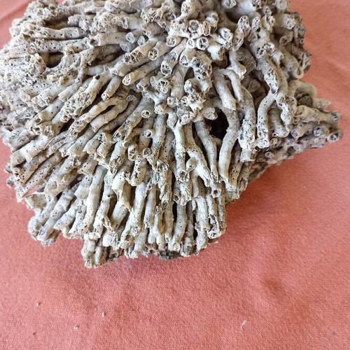 Vintage Authentic Mediterranean Coral Specimen 16 cm, 1980s